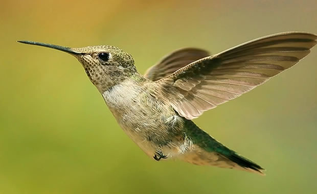 colibri