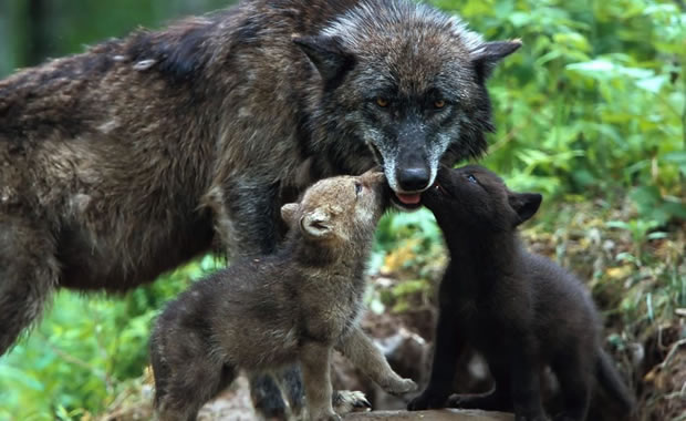 cuccioli di lupo