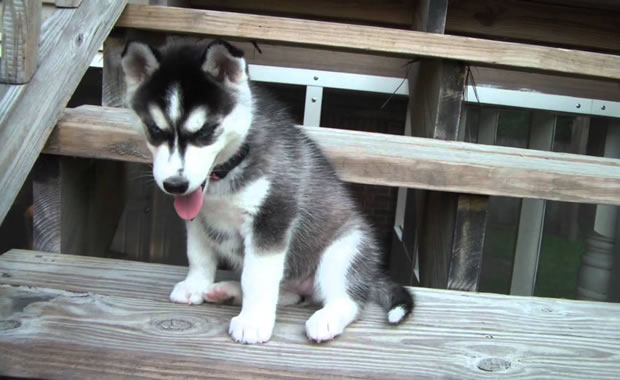 cucciolo di husky video