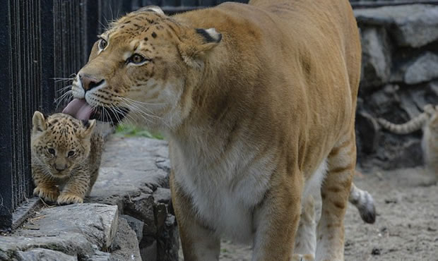liliger