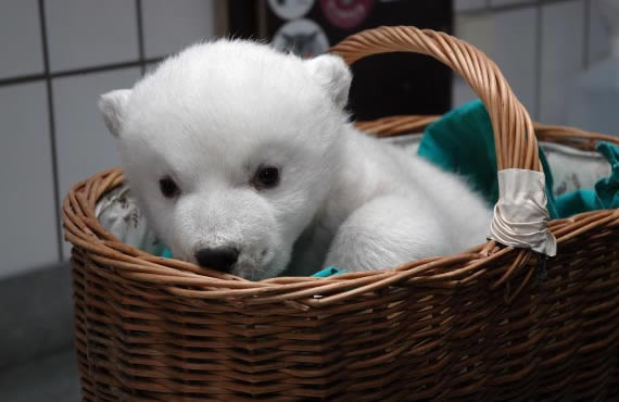 orso polare foto