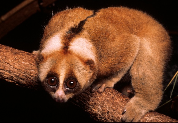 nycticebus