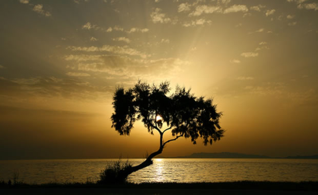 video natura