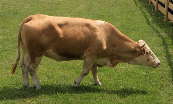 mucca