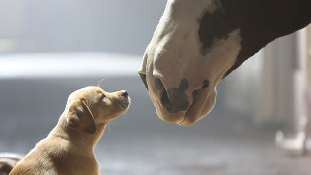 budweiser