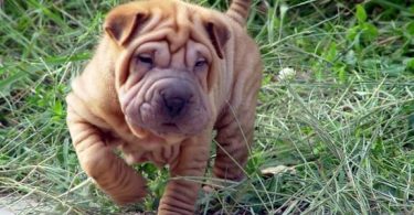 shar pei