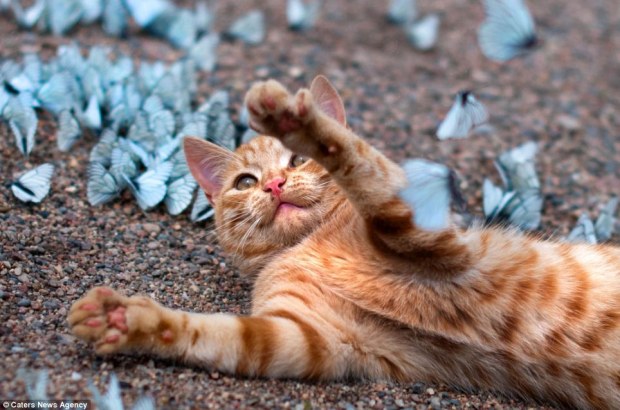 gatto