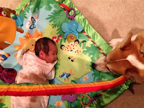 cane e bambino