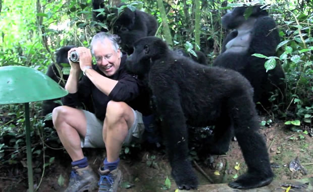 contatto gorilla