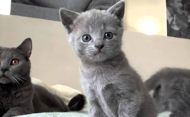 cuccioli certosino