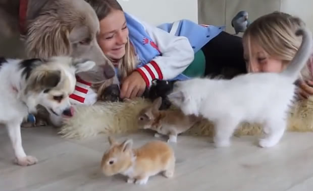 cuccioli
