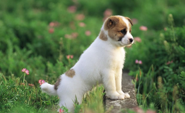 cucciolo cane