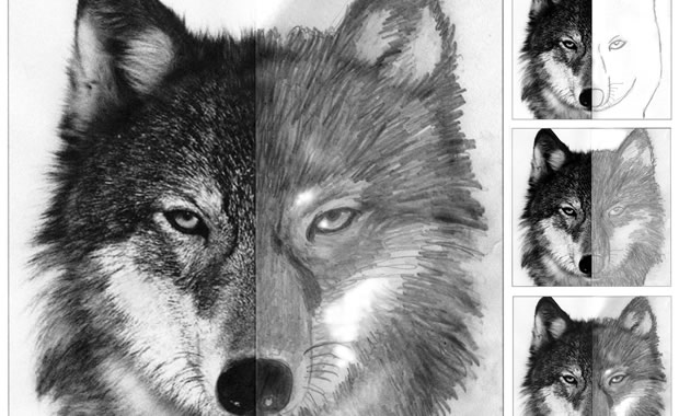 disegnare lupo