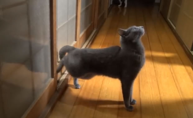 gatto bussa