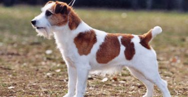 jack russell