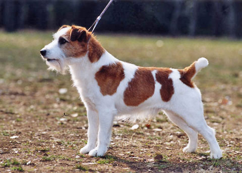 jack russell
