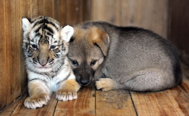 tigre e cane