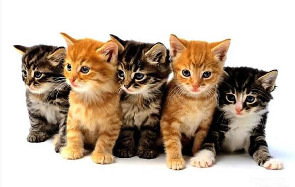 5 gattini