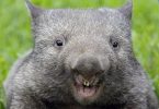 wombat