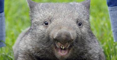 wombat