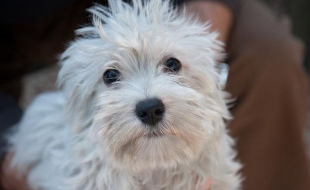 cane