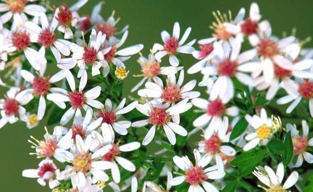 fiori di bach