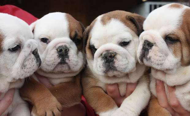 bulldog