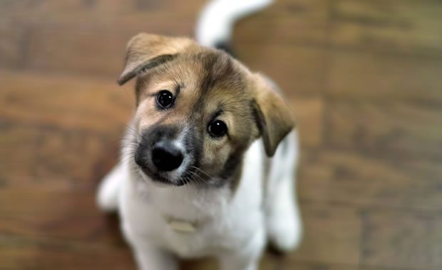 cane