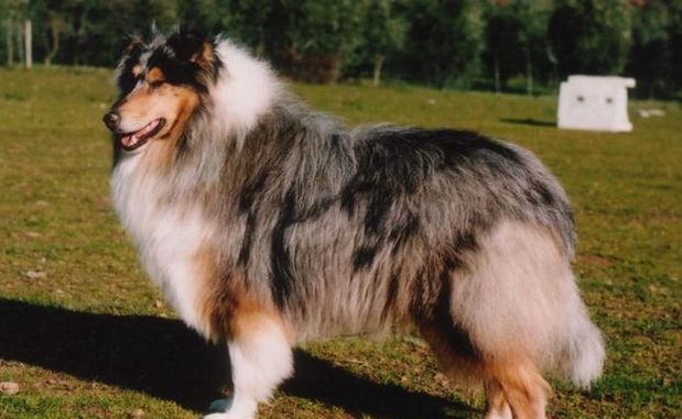 cane