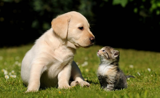 cuccioli gatto