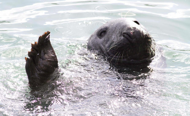 foca