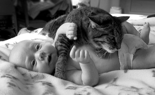 gatti bambini
