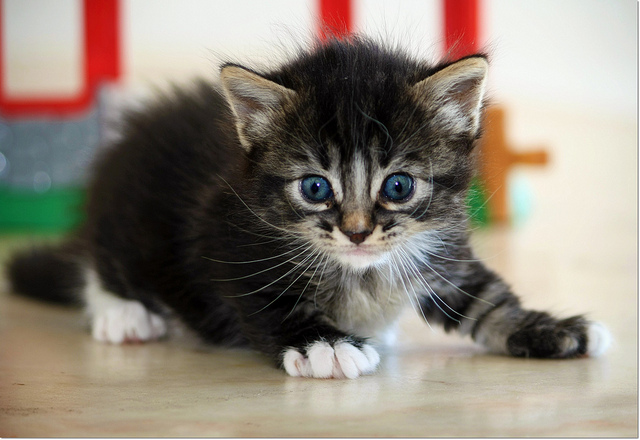 gatti