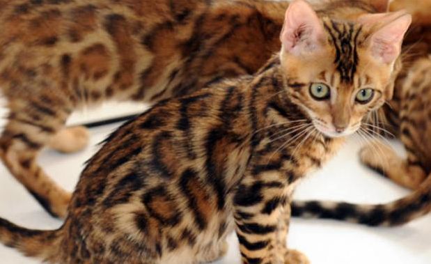gatti
