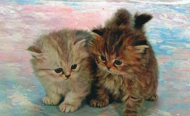 gattini