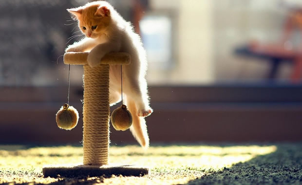 giochi gatti
