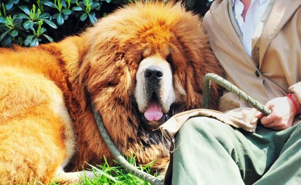 mastino tibetano