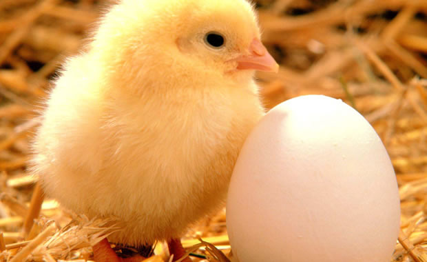 uovo gallina