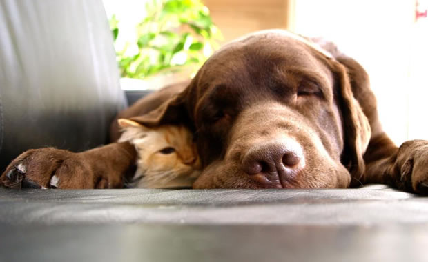 gatti e cani