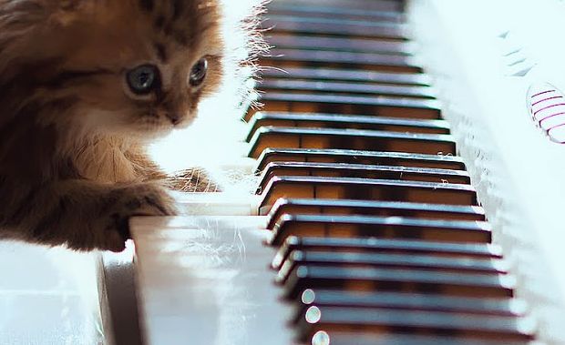 gatti