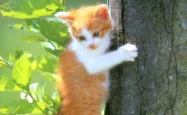 gattini