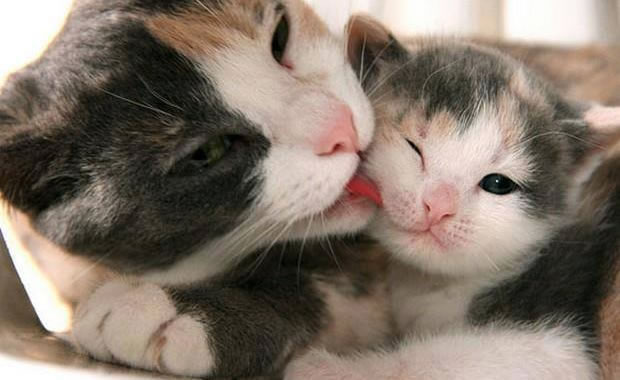 gattino mamma
