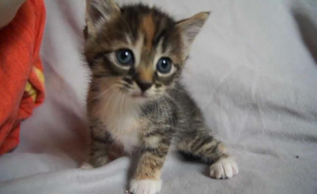gattino miagola