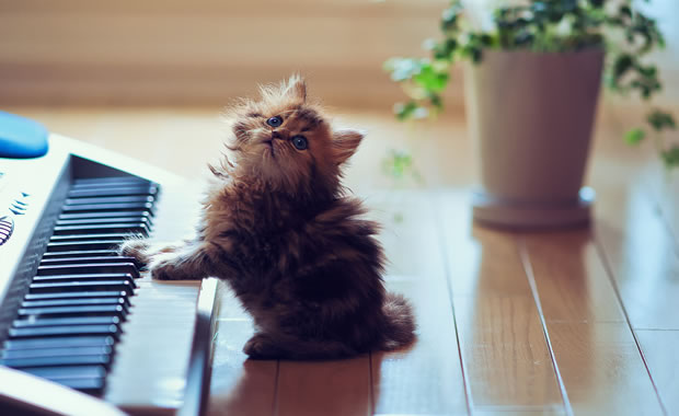 gattino piano