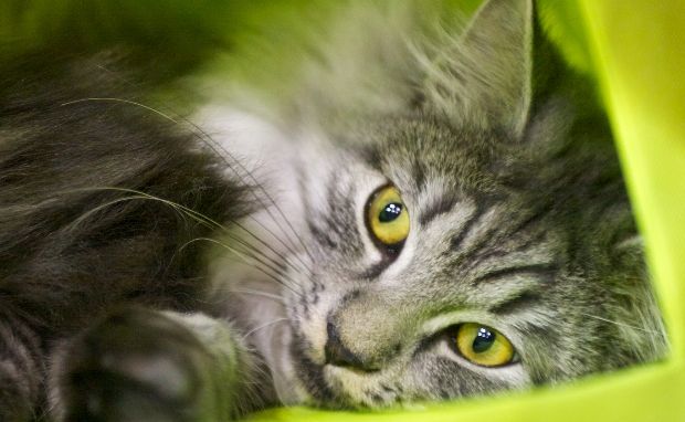 gatto