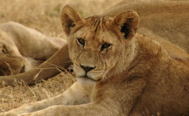 leonessa