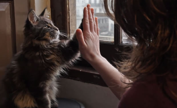 maine coon