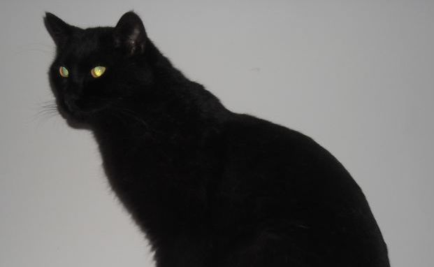 gatto