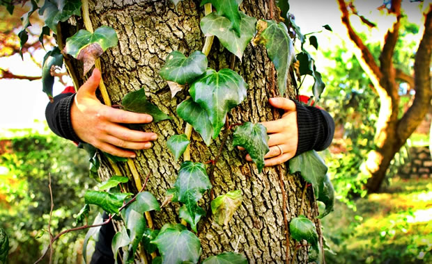 alberi