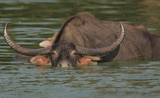 bufalo